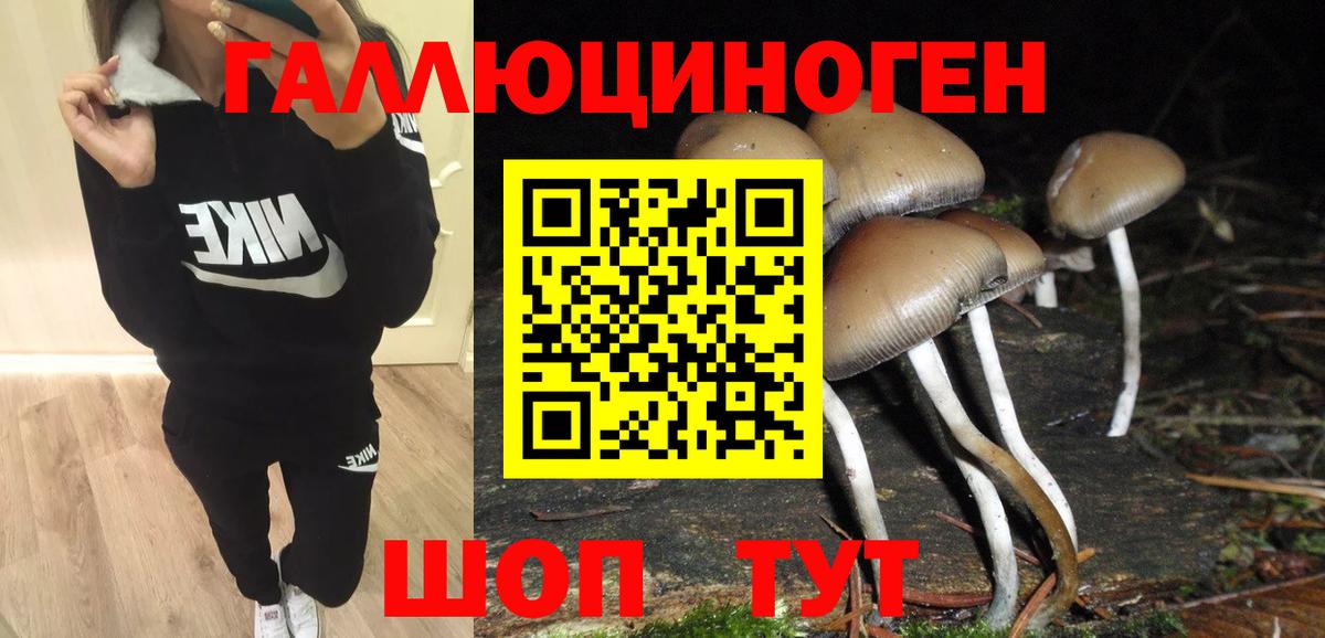 где купить наркоту  Псилоцибиновые грибы Psilocybine cubensis  Вход с VPN  Краснодар  Псилоцибиновые грибы Psilocybine cubensis 